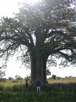 Rencontre avec notre premier baobab!