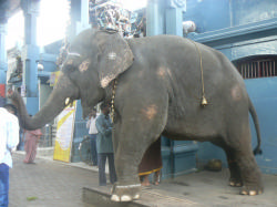 Un éléphant, représentation du dieu ganesh, en train de bénir les fidèles à l'entrée du temple